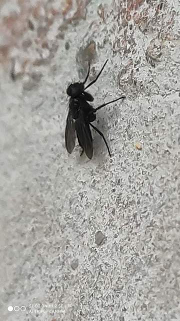 Melanophora roralis
