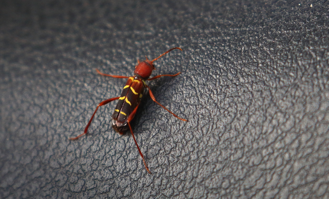 Neoclytus acuminatus - amerikai darázscincér