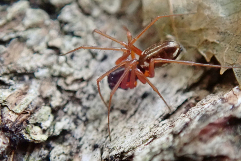 Linyphia hortensis - kerti vitorlapók