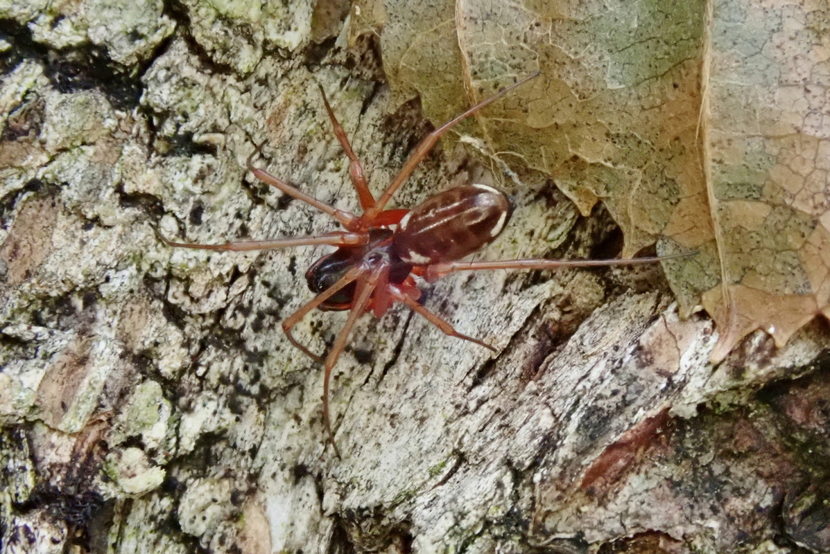 Linyphia hortensis - kerti vitorlapók