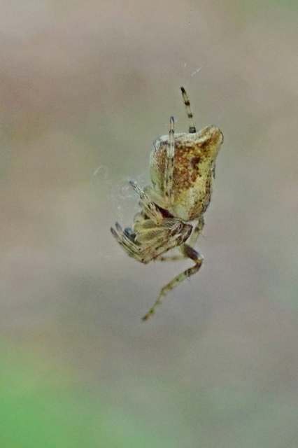 Cyclosa conica - csúcsos keresztespók