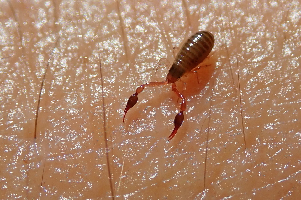 Pseudoscorpionida - Álskorpiók