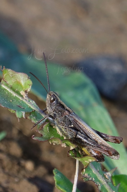 Chorthippus mollis - halk tarlósáska