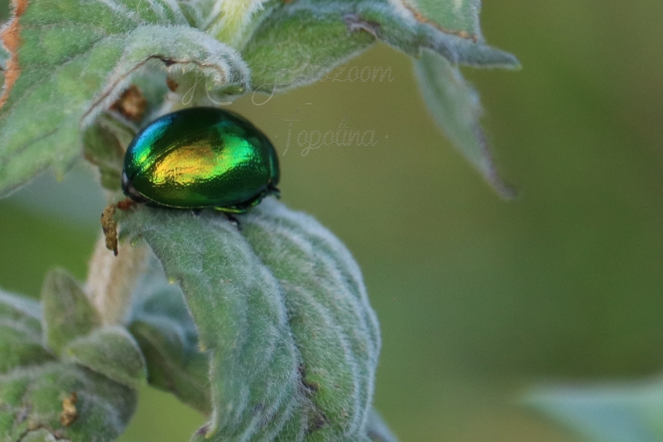 Chrysolina herbacea - zöld mentalevelész