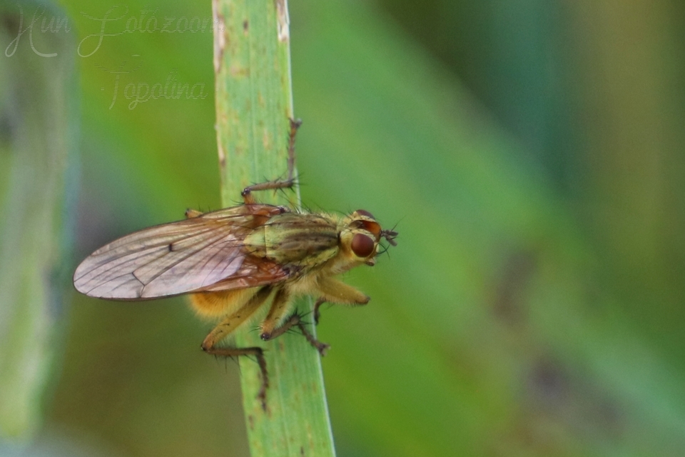 Scathophaga stercoraria - közönséges trágyalégy