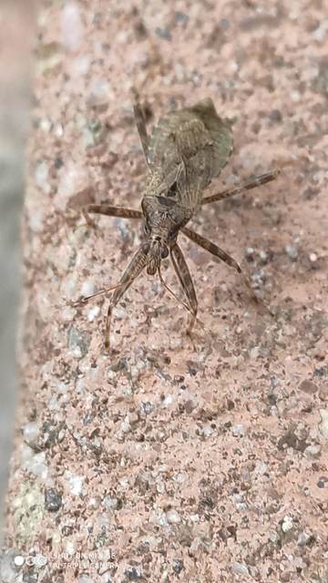 Himacerus apterus - nagy tolvajpoloska