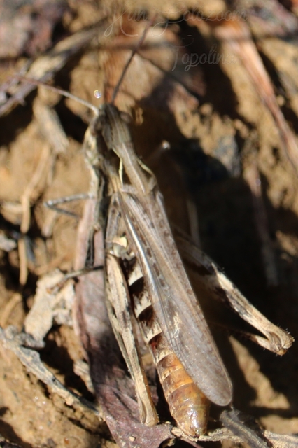 Chorthippus mollis - halk tarlósáska