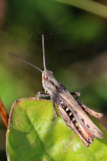 Chorthippus mollis - halk tarlósáska