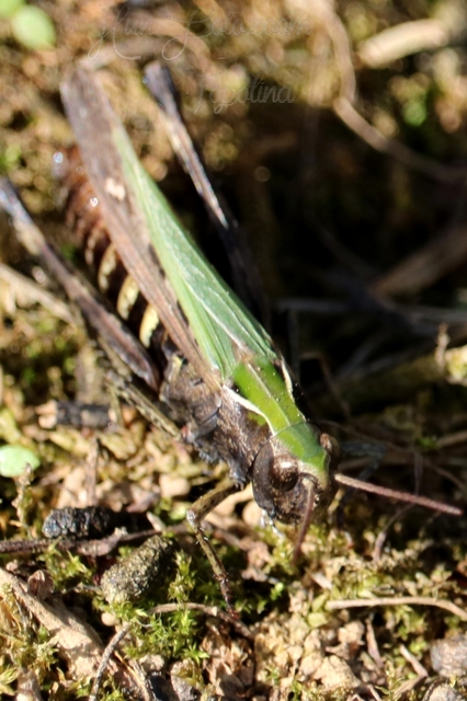 Omocestus rufipes - vöröshasú tarlósáska