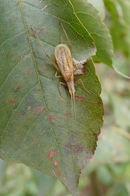 Oecanthus pellucens - pirregőtücsök