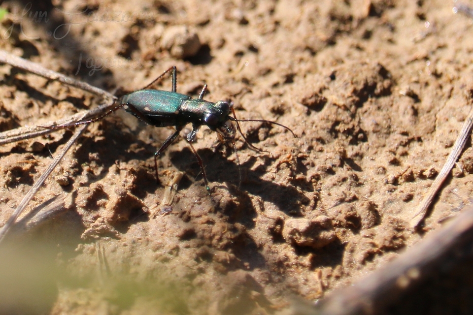 Cylindera germanica - parlagi homokfutrinka