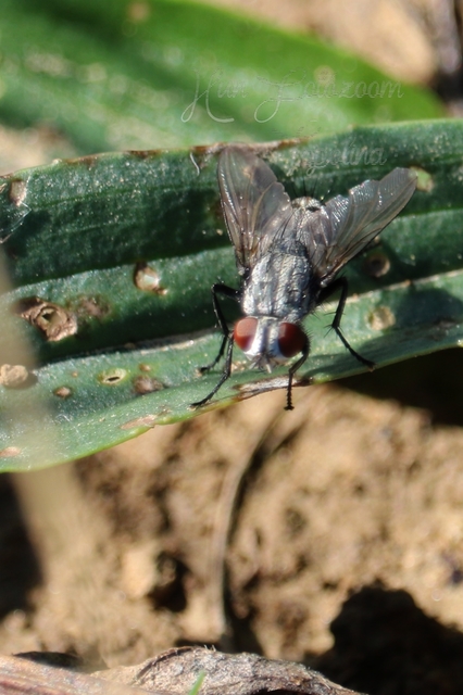 Sarcophagidae - húslégyfélék