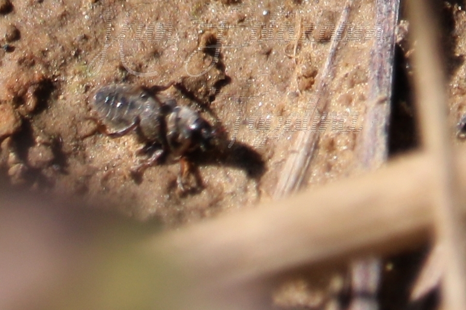 Sitona hispidulus - szőrös csipkézőbogár