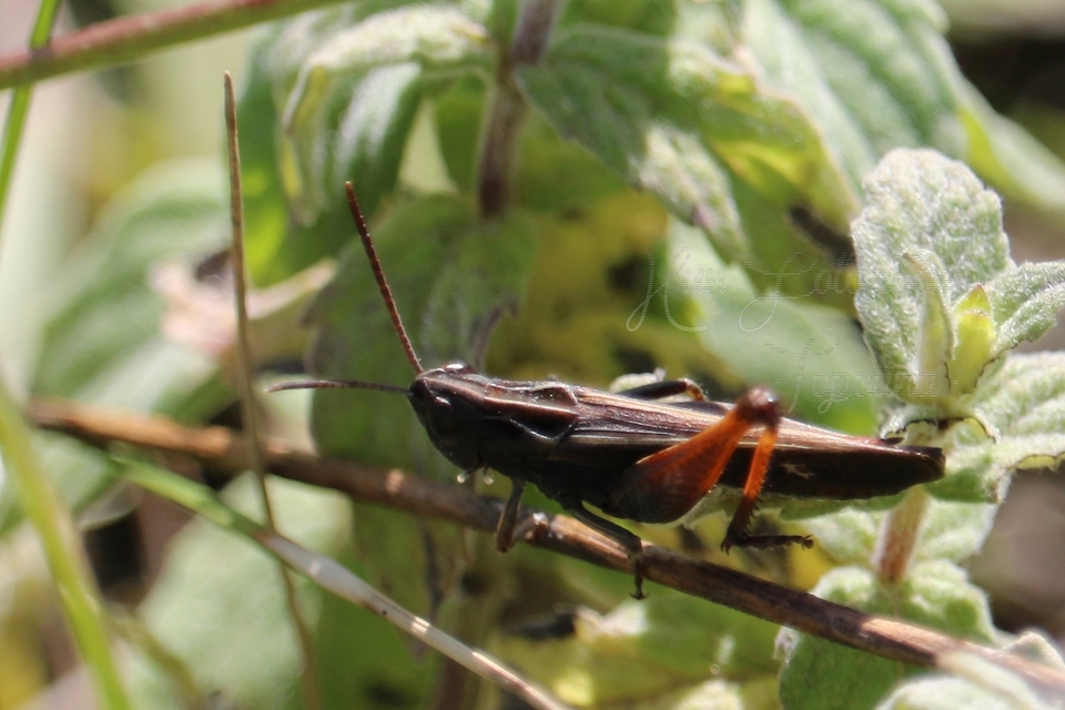 Omocestus rufipes - vöröshasú tarlósáska