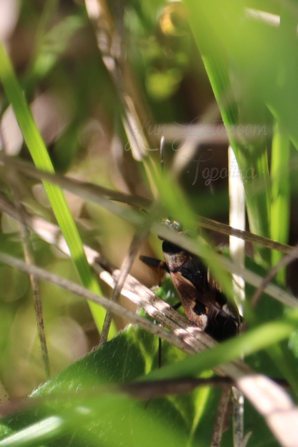 Rhyparochromus vulgaris - közönséges díszesbodobács