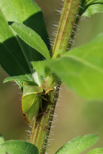 Stictocephala bisonia - bivalykabóca