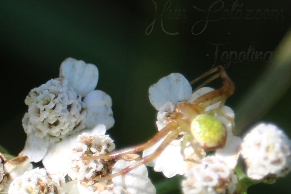 Ebrechtella tricuspidata - alakoskodó karolópók