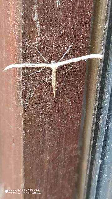 Emmelina monodactyla/argoteles