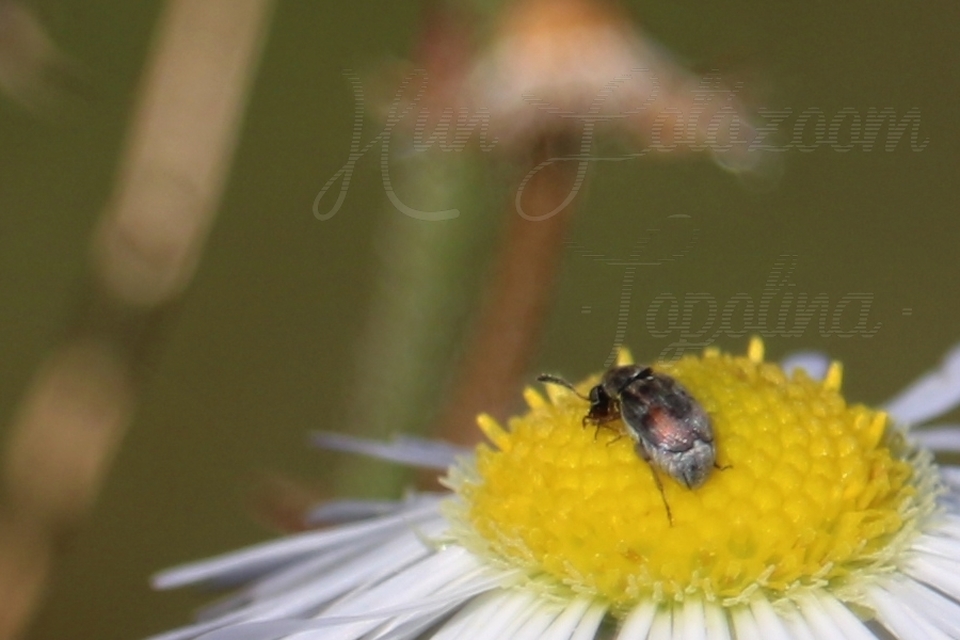 Acanthoscelides pallidipennis - gyalogakác-zsizsik