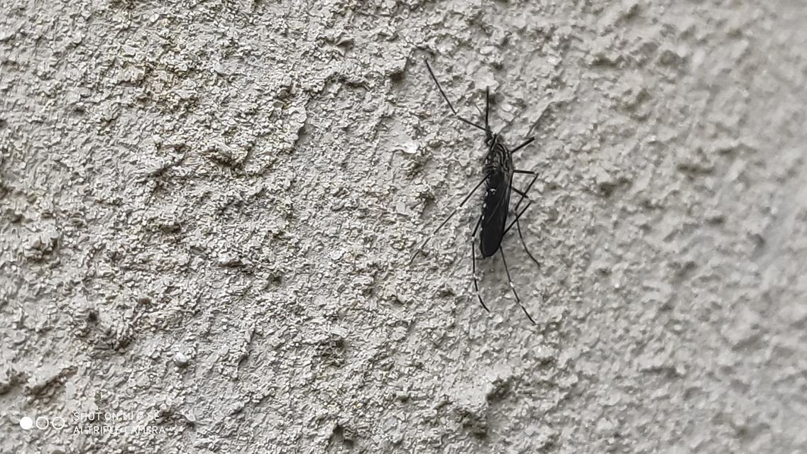 Aedes japonicus/koreicus