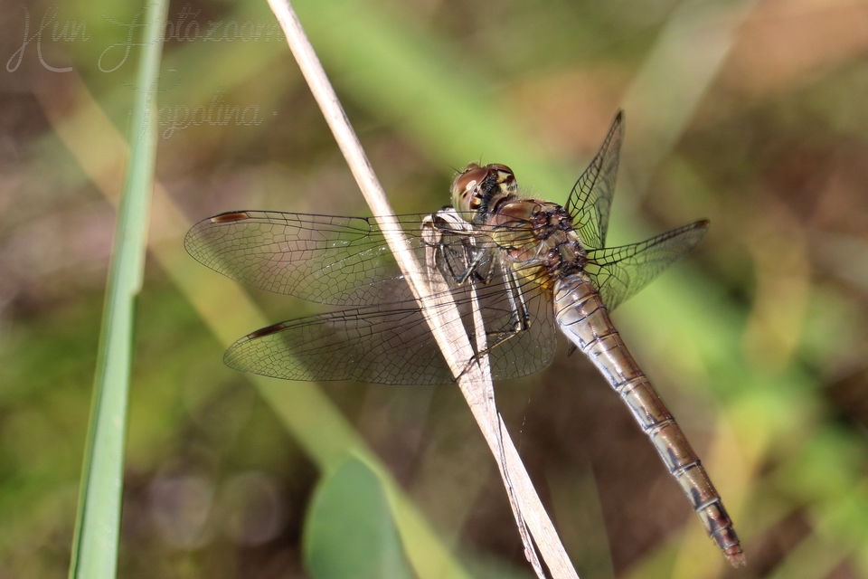 Sympetrum striolatum/vulgatum