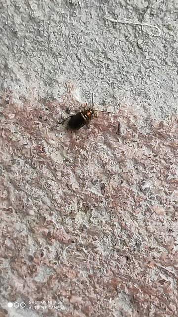 Crepidodera