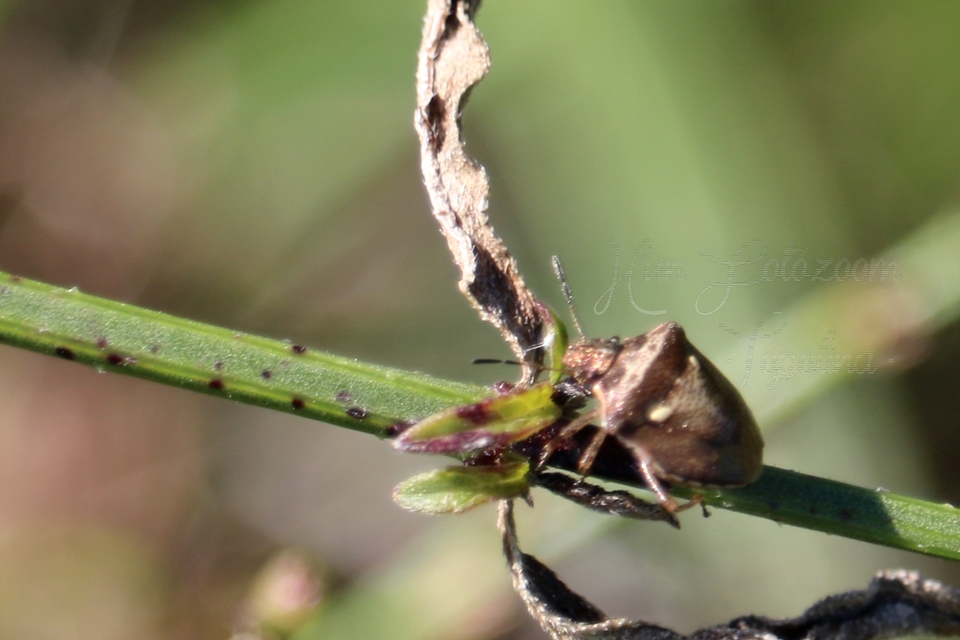 Eysarcoris aeneus - fémes feketefejű-poloska Eysarcoris aeneus - fémes feketefejű-poloska