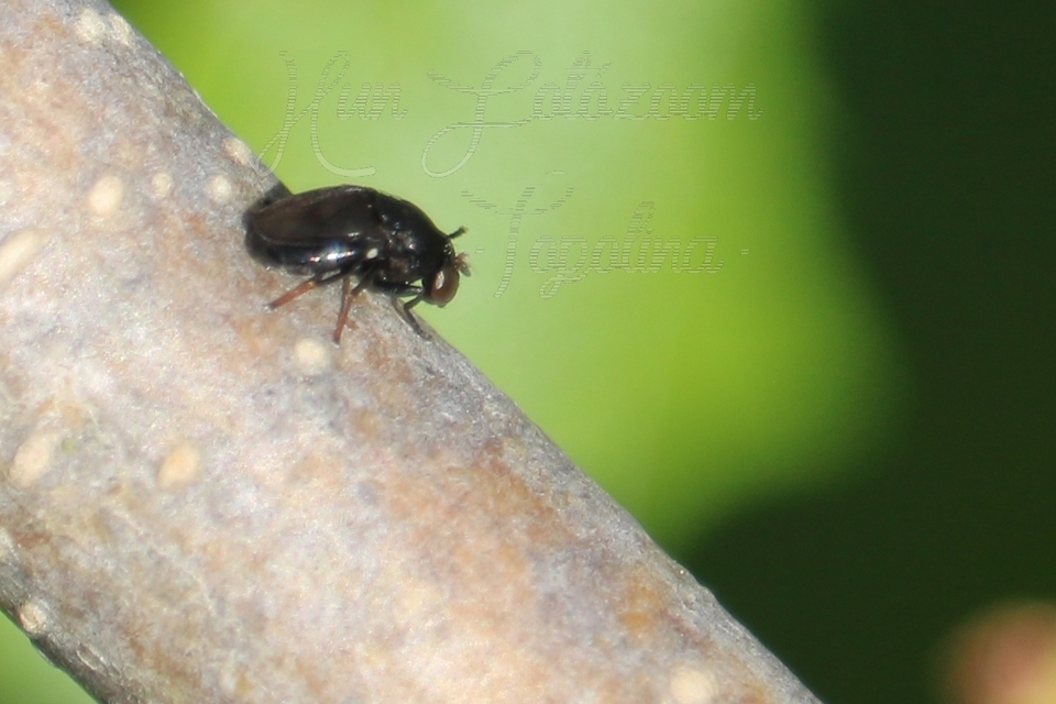 Discomyza incurva