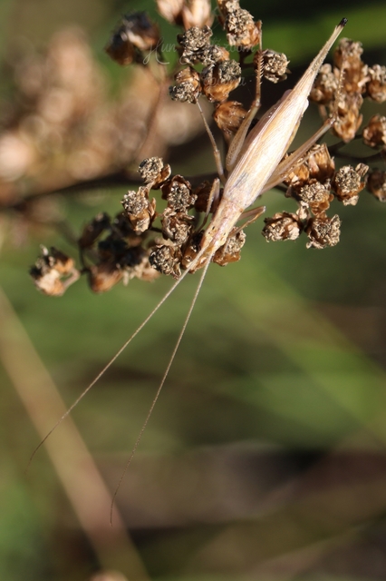 Oecanthus pellucens - pirregőtücsök