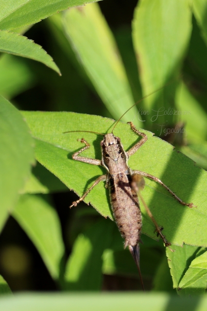 Pachytrachis gracilis - karcsú szöcske