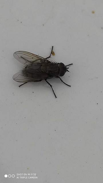 Pollenia