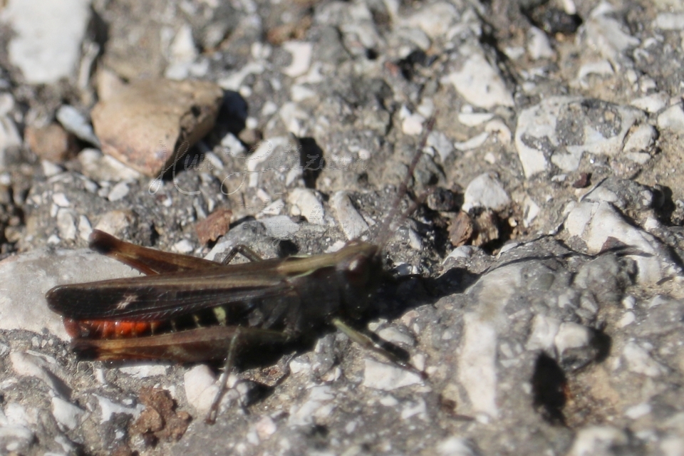 Omocestus rufipes - vöröshasú tarlósáska