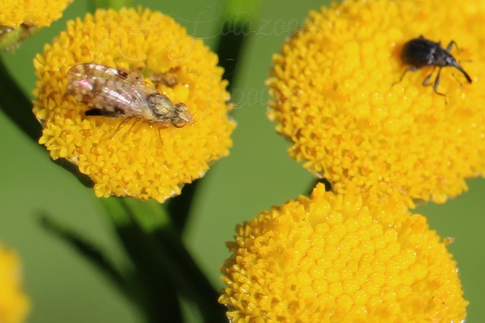 Tephritidae - fúrólégyfélék