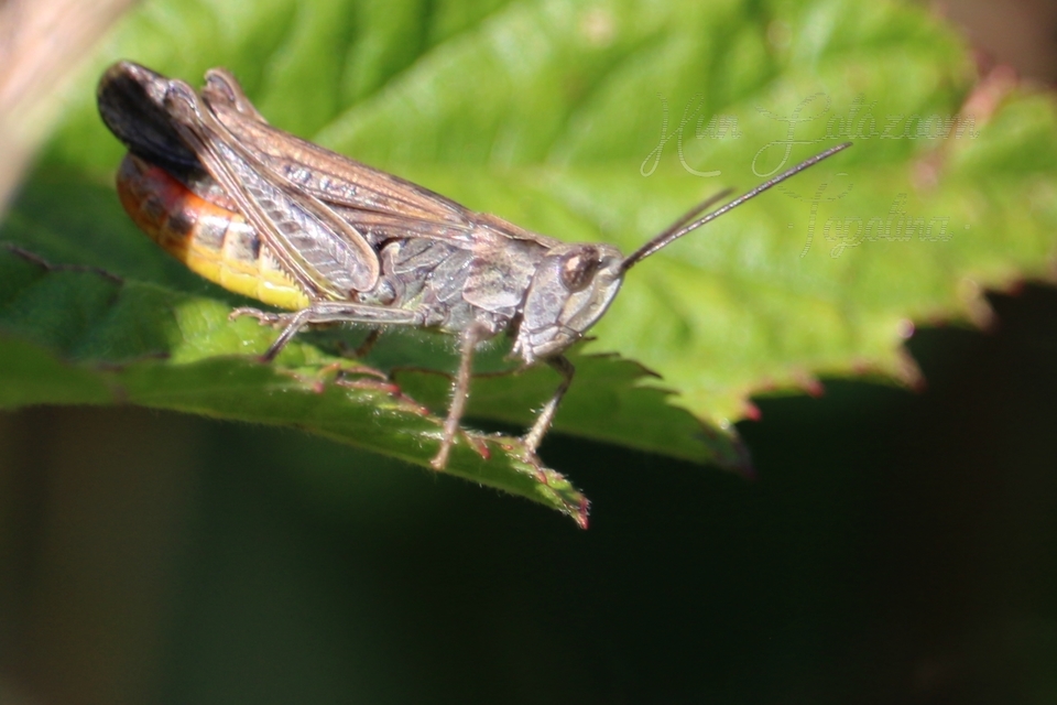 Chorthippus mollis - halk tarlósáska