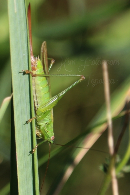Conocephalus fuscus - kis kúpfejűszöcske