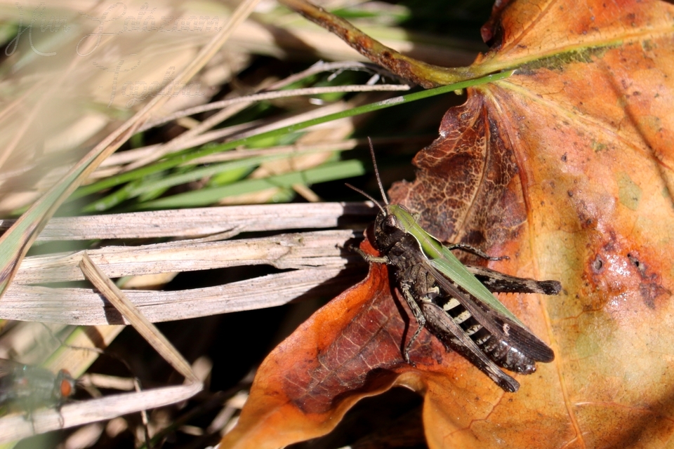 Omocestus rufipes - vöröshasú tarlósáska