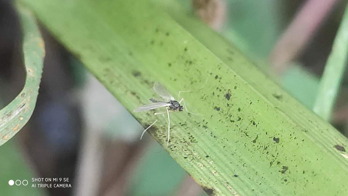Chironomidae - árvaszúnyogok