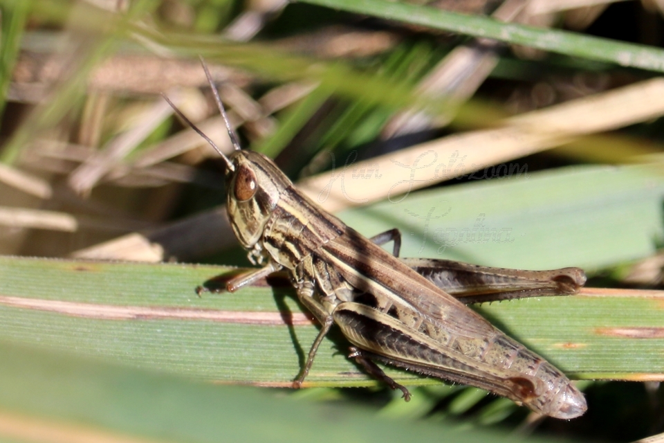 Euchorthippus declivus - rövidszárnyú rétisáska