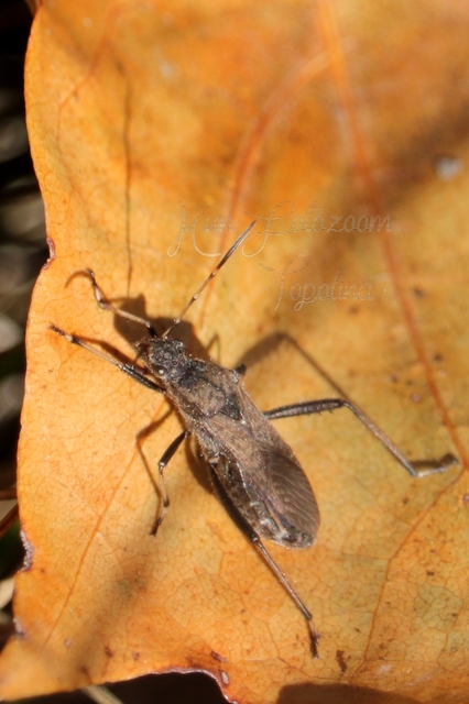 Alydus calcaratus - szőrös tövispoloska