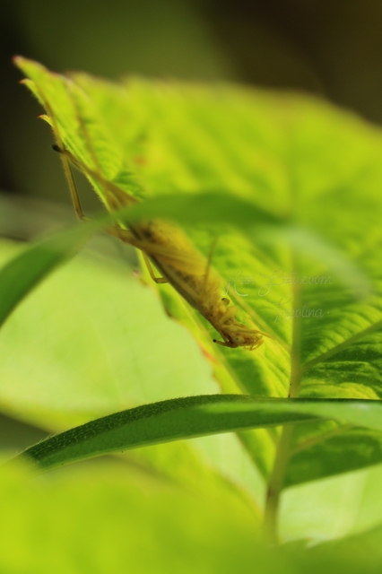 Oecanthus pellucens - pirregőtücsök
