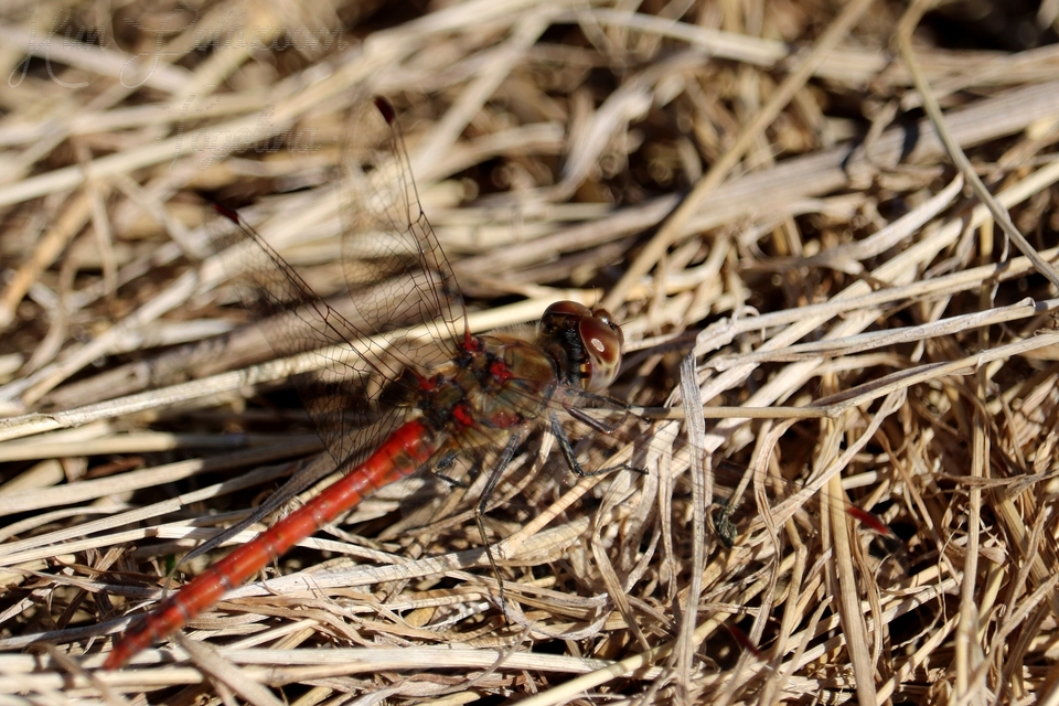 Sympetrum striolatum - harántsávos katona-szitakötő