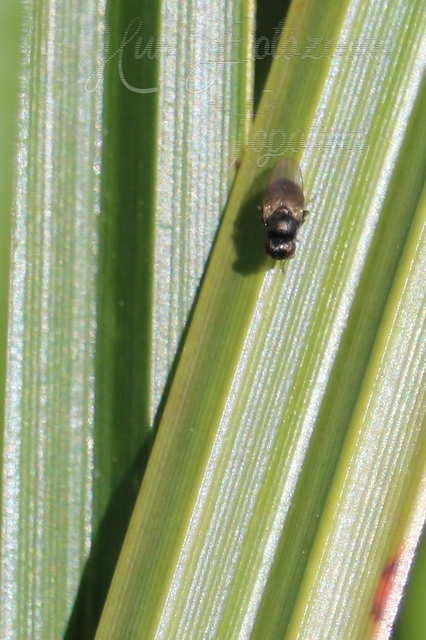 Chloropidae - gabonalegyek