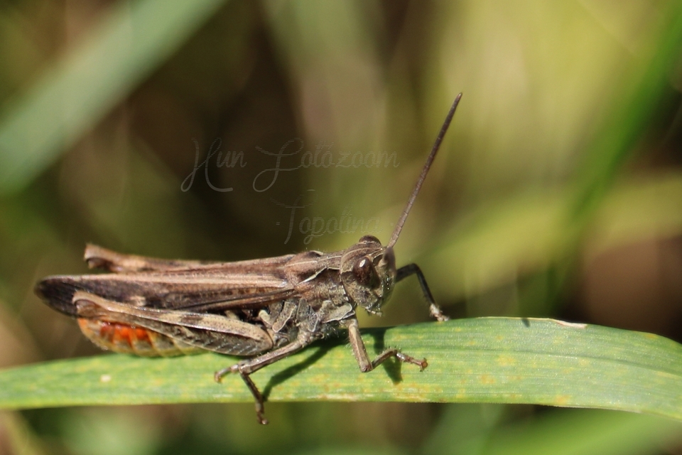 Chorthippus mollis - halk tarlósáska