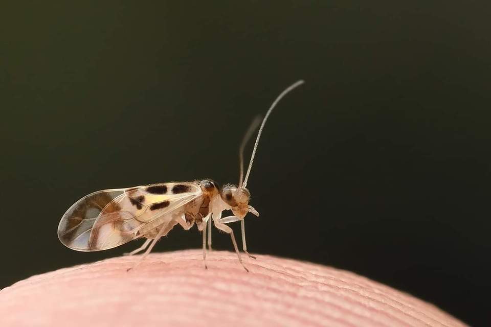 Graphopsocus cruciatus