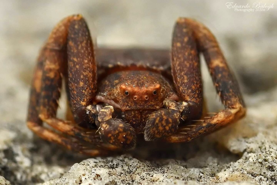 Pistius truncatus - csonka karolópók
