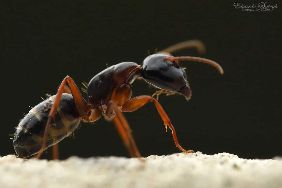 Camponotus fallax - ligeti lóhangya
