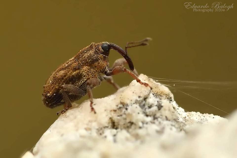 Trichosirocalus