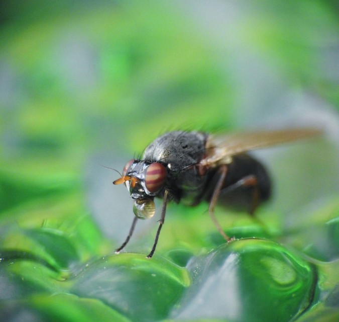 Calliopum