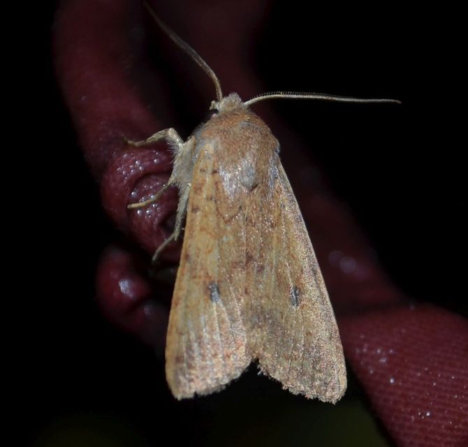 Sunira circellaris - okkersárga őszibagoly