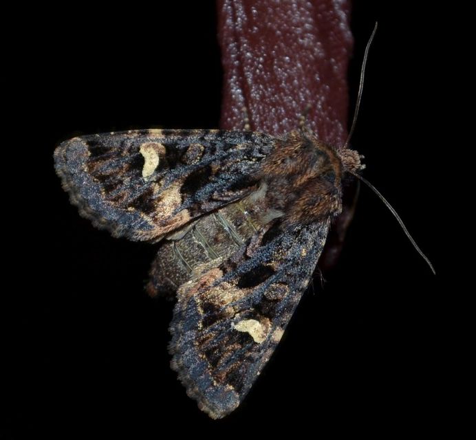 Rileyiana fovea - zörgőbagoly